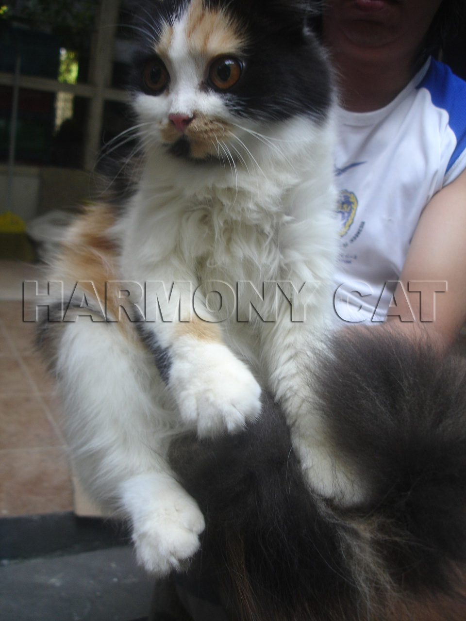 Hamster Dan Kucing Persia Murah Surabaya: DI JUAL KUCING 