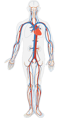 Alat-Alat Sirkulasi atau Transportasi Dalam Tubuh Jantung Letak jantung tepat di pusat rongga dada dan tersusun atas tiga lapisan yakni endokardium, miokardium, kardium, dan perikardium. Memiliki empat ruangan yaitu atrium kanan dan kiri, serta ventrikel kanan dan kiri. Terdapat dua pompa spesifik, yaitu jantung kanan (atrium dan ventrikel kanan) memompa darah menuju paru-paru, lalu jantung kiri (atrium dan ventrikel kiri) memompa darah menuju arteri, vena, dan kapiler.  Jantung Sebagai Pusat Peredaran Darah Pusat sistem peredaran darah terletak pada jantung. Jantung terletak di dalam rongga dada (thorax), tersusun miring di sekat rongga badan (diafragma) dalam kondisi terbungkus oleh selaput yang diberi nama perikardium. Perikardium yang menutup jantung terdiri atas dua lapisan, yaitu lapisan luar (pericardium parietale) dan lapisan dalam (pericardium viscelare). selain itu, juga dilindungi oleh rongga mediastinum. Berat jantung pada laki-laki dan perempuan relatif berbeda. Jantung pada laki-laki berkisar 255 gram, sedangkan pada wanita kurang lebih 340 gram.  Jantung manusia berdenyut sekitar 100.000 kali/hari, dan diatur oleh peacemaker. Peacemaker/pacu jantung terletak pada serambi kanan. Peacemaker ini bertugas mengirim informasi elektronik ke otot jantung untuk berkontraksi. Selain itu, peacemaker juga mampu menerima informasi dari otak.  Jantung memiliki fungsi utama untuk menyebarkan darah ke seluruh tubuh. Jantung manusi mempunyai empat ruang yang terdiri dari dua serambi (atrium) yaitu serambi kanan dan serambi kiri, dan juga dua bilik (ventrikel) yaitu bilik kanan dan bilik kiri. Serambi berfungsi sebagai tempat masuknya darah dari pembuluh balik (Pembuluh Vena). Kemudian terdapat katup yang menghubungkan antara serambi kanan dan serambi kiri yang disebut dengan katup vulvula bikuspidalis yang terletak pada fetus. Sedangkan bilik berfungsi untuk memompa darah dari jantung.  Dalam bilik pun juga terdapat katup yan bertugas menghubungkan antara bilik kanan dan bilik kiri, yang disebut valvula trikuspidalis. Katup-katup tersebut diperkuat oleh korda tendinae. Katup-katup itu berfungsi untuk menjaga agar darah dari bilik tidak kembali ke serambi lagi. Pada bagian pangkal aorta dan pangkal arteri pulmonalis (pembuluh nadi paru-paru) juga terdapat katup yang disebut valvula semilunaris. Katup tersebut berbentuk bulan sabit. Fungsi katup tersebut untuk menjaga agar darah tidak kembali ke jantung.  Jantung tersusun oleh tiga lapisan, di antaranya : Perikardium adalah lapisan terluar jantung yang merupakan membran pembungkus jantung. Dalam perikardium berisi cairan pericardium. Cairan ini berfungsi untuk mengurangi gesekan saat jantung berdenyut. Perikardium terdiri atas dua lapisan, bagian dalam yang melekat pada otot jantung disebut pericardium visecelare dan bagian luar disebut pericardium parietale. Miokardium adalah lapisan otot jantung yang berperan dalam proses kontraksi sehingga jantung dapat berdetak selama-lamanya. Endokardium adalah lapisan dalam yang membentuk selaput yang membatasi ruang jantung.  Sistem saraf yang mengendalikan sistem kerja jantung diatur oleh sistem saraf tak sadar yang terdapat di dalam miokardium. Ada tiga jenis sistem saraf yang mengendalikan kerja jantung yang diantaranya adalah : Simpul yang berada pada dinding serambi di antara vena dan masuk ke serambi kanan, disebut sistem Keith-Flack (nodus sino aurikularis) Simpul yang terdapat pada sekat antara serambi dan bilik, disebut simpul Tawara (nodus atrioventrikularis) Saraf yang terdapat pada sekat antar bilik jantung disebut bekas His.  Darah Darah terdiri atas plasma darah dan sel-sel darah. Plasma darah adalah bagian darah yang cair dan di dalamnya terkandung molekul-molekul dan ion, seperti glukosa dan asam amino. Sel-sel darah terdiri atas sel darah merah (eritrosit), sel darah putih (leukosit), dan keping darah (trombosit). Eritrosit berperan sebagai penyuplai oksigen ke seluruh tubuh. Leukosit berperan sebagai antibodi dalam tubuh. Trombosit berperan dalam proses pembekuan darah.  Pembuluh Darah Pembuluh darah dapat dibagi menjadi tiga berdasarkan fungsinya di dalam tubuh yakni pembuluh arteri, pembuluh vena, dan kapiler. Pembuluh arteri mengalirkan darah dari jantung ke jaringan. Pembuluh vena mengalirkan darah dari kapiler ke jantung. Pembuluh kapiler menghubungkan arteriol dengan venula. Berikut penjelasan lebih rinci dari ketiga jenis pembuluh darah tersebut.  Pembuluh Nadi (ARTERI) Pembuluh nadi atau arteri adalah pembuluh darah yang mengalirkan darah dari jantung ke seluruh tubuh. Pembuluh nadi terletak di permukaan tubuh agak ke dalam. Pembuluh nadi memiliki diameter 0.2 mm hingga 20 mm. Pembuluh nadi terletak di permukaan tubuh agak ke dalam. Ciri-ciri pembuluh nadi antara lain bersifat elastis dan tebal sehingga dapat menahan tekanan darah yang bersumber dari jantung. Selain itu, denyut dari pembuluh nadi cukup terasa pada bagian tubuh tertentu, yaitu leher atau pergelangan tangan. Pembuluh ini memiliki satu katup yang berada di dekat jantung. Fungsinya untuk menjaga darah agar tidak mengalir ke bilik jantung. Pembuluh nadi tersusun atas tiga bagian, yang diantaranya adalah sebagai berikut : Aorta (pembuluh nadi besar) adalah pembuluh yang berfungsi mengangkut darah kaya oksigen dari bilik kiri ke seluruh tubuh. Sedangkan pembuluh darah yang tugasnya mengalirkan darah kotor yang kaya karbondioksida dari bilik kanan menuju paru-paru disebut arteri pulmonaris. Arteri adalah pembuluh yang berfungsi mengangkut darah yang kaya karbondioksida (CO2) dari dalam tubuh menuju paru-paru. Arteri ini terletak di bilik kanan. Arteriola (pembuluh nadi kecil) adalah cabang arteri yang berkenaan dengan kapiler yang menjadi tempat pertukaran gas. Dari kapiler selanjutnya darah akan dibawa kembali ke jantung melalui venula yang selanjutnya akan dibawah ke pembuluh balik (vena).  Pembuluh Balik (VENA) Pembuluh balik atau vena adalah pembuluh darah yang bertugas mengangkut darah dari seluruh tubuh menuju jantung. Dinding pembuluh balik terbilang tipis dan bersifat tidak elastis. Lubang pembuluhnya dari arteri sedikit lebih besar. Letaknya yang dekat dengan permukaan tubuh sehingga mudah untuk dideteksi. Pembuluh balik terbagi menjadi tiga macam yang diantaranya adalah sebagai berikut : Pembuluh vena cava superior adalah pembuluh yang bertugas membawa darah dari tubuh bagian atas untuk dibawa ke serambi kanan jantung Pembuluh vena cava interior adalah pembuluh yang bertugas membawa darah dari tubuh bagian bawah menuju ke serambi kanan jantung Pembuluh vena cava pulmonaris adalah pembuluh yang bertugas mengangkut darah dari paru-paru ke serambi kiri jantung Pembuluh balik memiliki karakteristik seperti, dindingnya tipis dan elastis dengan lubang pembuluh yang lebih besar, memiliki banyak katup yang berfungsi mencegah darah agar tidak mengalir kembali, banyak mengandung karbondioksida kecuali pada vena polmunalis, serta terdapat di dekat permukaan tubuh.  Pembuluh Kapiler  Pembuluh kapiler adalah pembuluh yang menghubungkan antara arteriole dengan venule. Pembuluh kapiler terletak paling ujung dari pembuluh arteri. Di sinilah terjadinya pertukaran oksigen dari darah dengan karbondioksida dari jaringan. Jaringan pembuluh darah kapiler mampu membentuk suatu susunan anyaman rumit. Di mana setiap mili meter dari suatu jaringa mempunyai sekitar 2.000 kapiler darah.  Pembuluh Limfatik Pembuluh Limfatik terletak di seluruh bagian tubuh kecuali jaringan yang tak berpembuluh, sistem saraf pusat, sebagian limpa, dan sumsum tulang merah. Pembuluh ini berfungsi sebagai media yang mengalirkan cairan intertestitial, mentransport lemak dan makanan, dan memfasilitasi reaksi imun.   Nah itu dia bahasan dari alat-alat sirkulasi atau transportasi dalam tubuh manusia, melalui bahasan di atas bisa diketahui mengenai alat-alat apa saja yang di temui pada sistem sirkulasi tubuh manusia. Mungkin hanya itu yang bisa disampaikan di dalam artikel ini, mohon maaf bila terjadi kesalahan di dalam penulisan, dan terimakasih telah membaca artikel ini."God Bless and Protect Us"