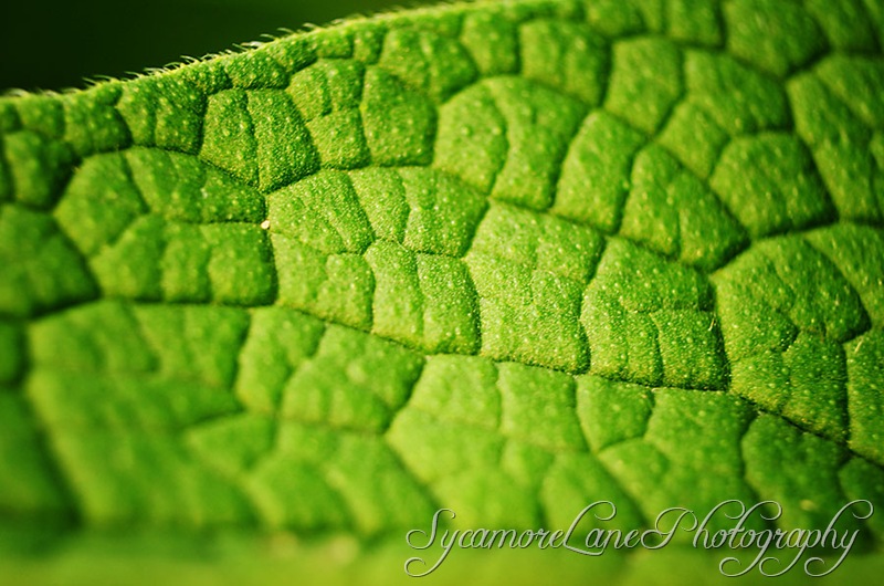 leaf veins