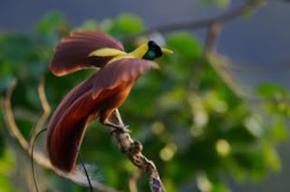 bird of paradise