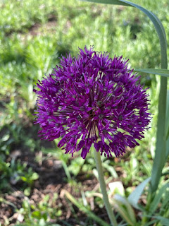 Allium