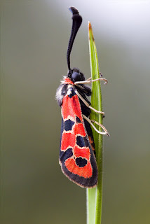 Para ampliar  Zygaena fausta (Linnaeus, 1767) Mariposa gitana, gitanilla hacer clic