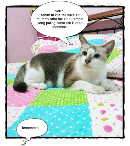 Meowwmania: Info Kucing Bersama KakakBaby Yang Cantik Jelita