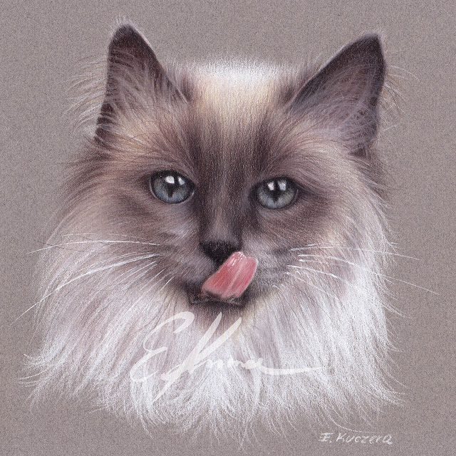 Colored pencil portrait of a cat with long fur