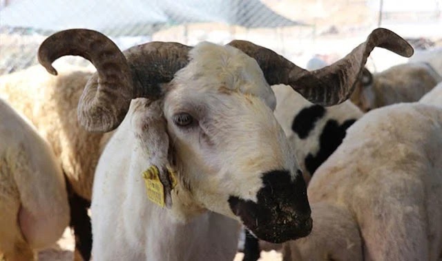 Urfa için kurbanlık kilo fiyatı belli oldu