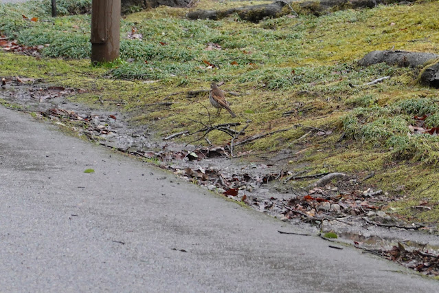 鳥取県西伯郡南部町鶴田 とっとり花回廊 ツグミ