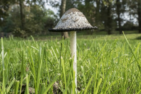 Hongo Coprinus