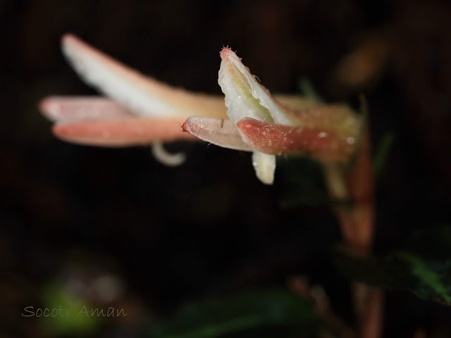 Goodyera biflora