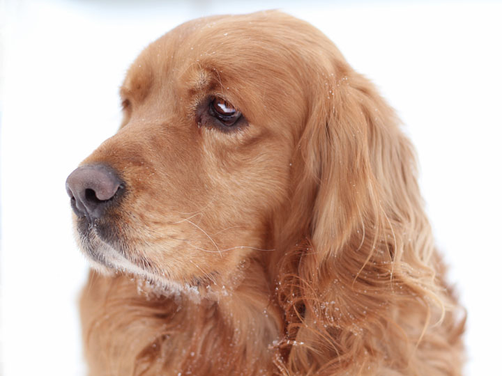 Golden Retriever Cocker Spaniel Mix