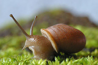 Snails images