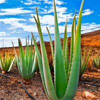 BIG Escape From Aloe Vera Land