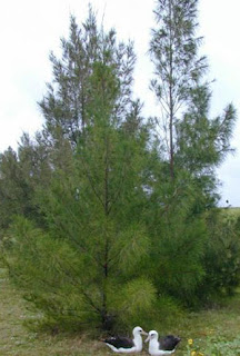 Australian pine; photo by Forest & Kim Starr, US Geological Survey, HI