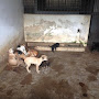 Mobilização no Facebook quer melhor tratamento a animais do Centro de Zoonoses de Garanhuns