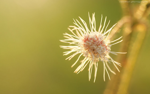 Sun-like Grass flower with backlit 