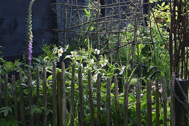 Klimrek van hazelnoot met lathyrus; witte pioenen tegen het hek.