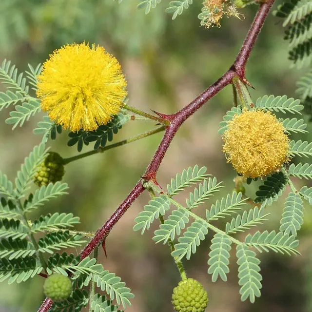 Características-e-Benefícios-das-Plantas-Acácia-Pompom