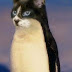 Котэ-linux