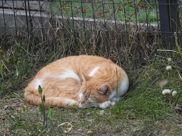 katt pus kattepus pusekatt