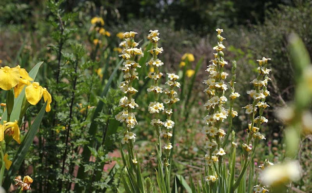 Sisyrinchium Striatum Flowers Pictures