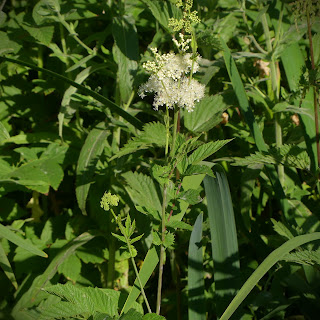 Moerasspirea, Filipendula ulmaria, olmkruid, koningin der weiden_velden, geitenbaard, spierkruid, meadowsweet