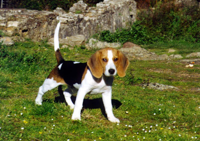 Beagle