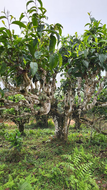 Viet tea trees