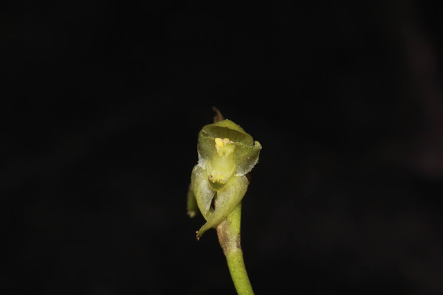 Bulbophyllum medioximum