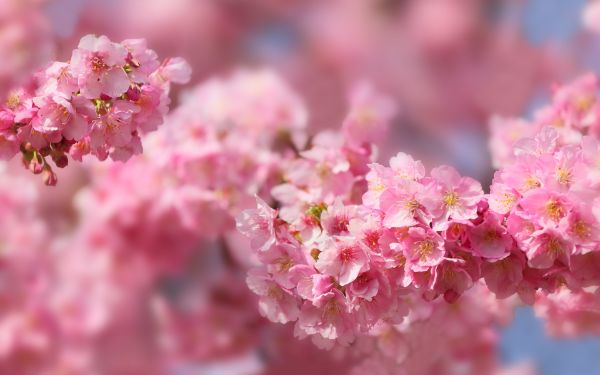 صور أشجار أزهار ساكورا Sakura
