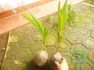 FOTO 1 :    Bibit kelapa Kopyor Hijau dan Kuning   