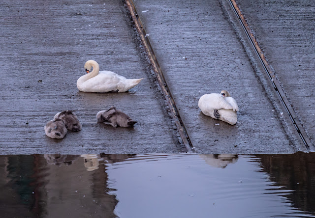 Photo of one swan staying awake while the others sleep on the marina slipway