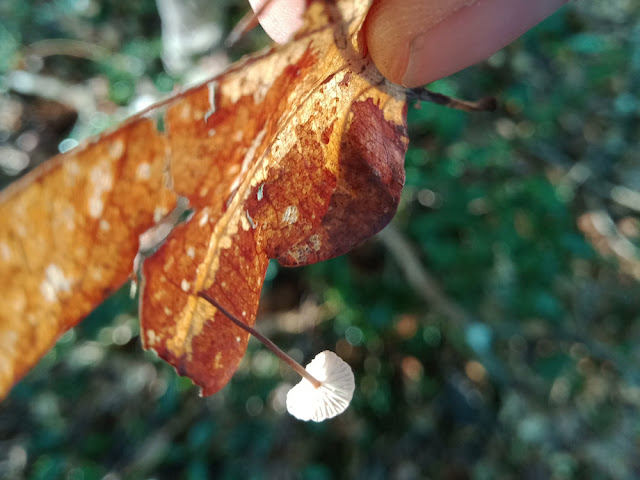 Pearly Parachute mushroom Marasmius wynneae/bulliardi, Indre et Loire, France. Photo by Loire Valley Time Travel.