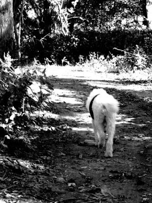 Poodle walking down a wooded path-carmapoodale.com