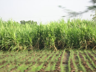  sugarcane is a major crop of Pakistan