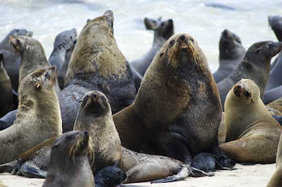 capecross fur seals arctocephalus pusillus