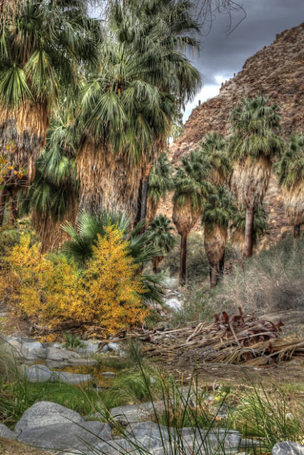 Palm Springs oasis hdr