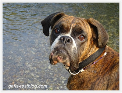 Boxer Amy im Wasser