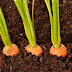 Простой способ посева моркови без прореживания. первые всходы через 3 дня!