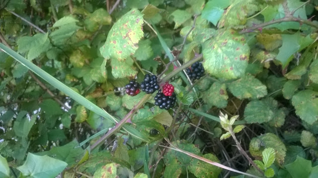 moras