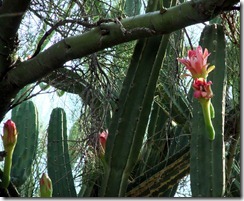 Grandicostatus g.  8-13-2012 9-02-36 AM 3021x2474