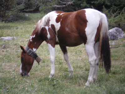 cheval à cloche