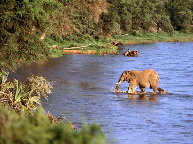 elephants,lake, water, wallpapers, nature, desktop, HD, HQ, tapandaola111