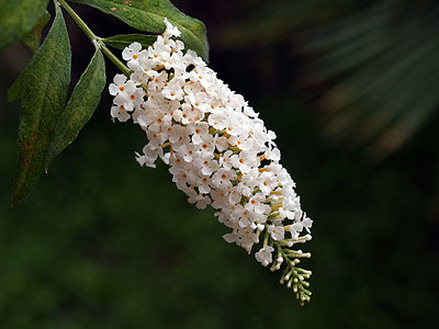 Buddleja bianca. Foto di Andrea Mangoni.