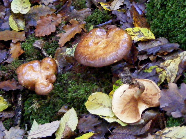 Brown Roll Rim Mushroom Paxillus involutus.  Indre et Loire, France. Photographed by Susan Walter. Tour the Loire Valley with a classic car and a private guide.