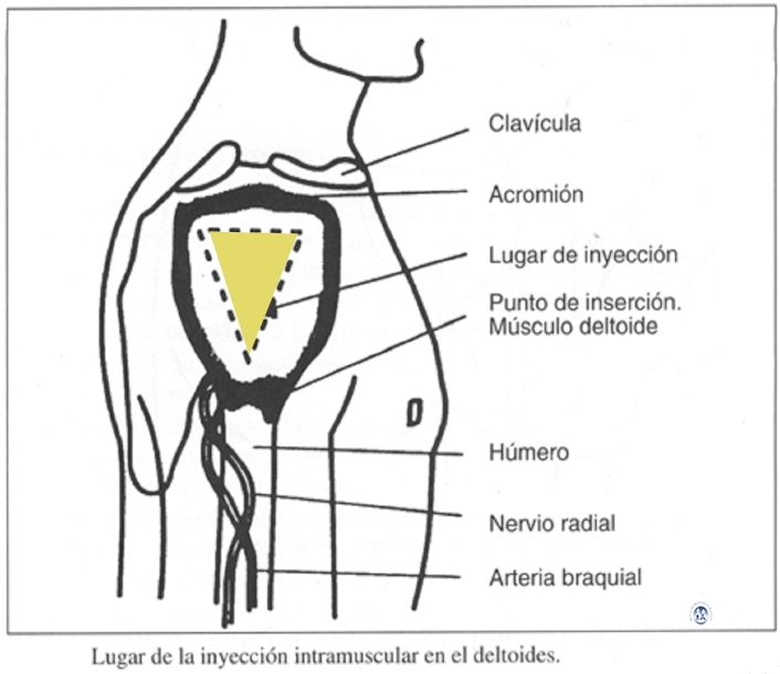 INJEÇÃO INTRAMUSCULAR MediFoco