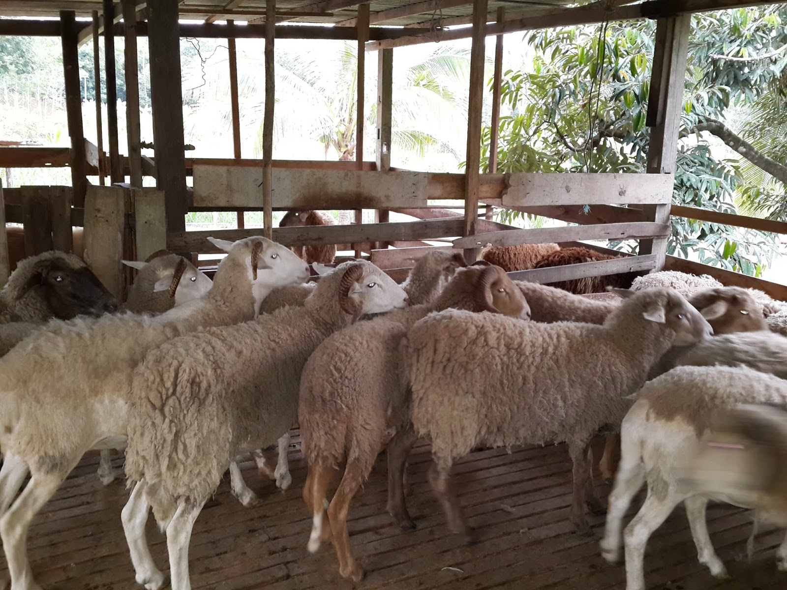 Perniagaan biri-biri terlaris di Malaysia.: Penternakan ...