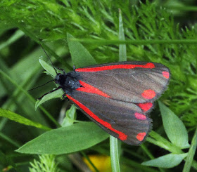 Cinnabar moth, Tyria jacobaeae, in Riddlesdown Quarry.  City of London Commons outing to Riddlesdown Quarry, 2 July 2011.