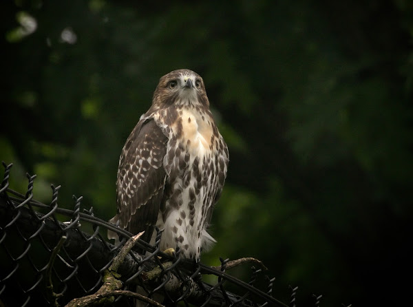 Tompkins Square red-tail fledgling