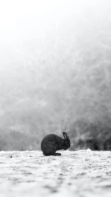 HD Wallpaper Black Rabbit On Snow