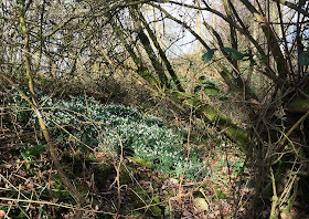 Snowdrops, Galanthus nivalis.  Sevenoaks Wildlife Reserve, 22 February 2014.