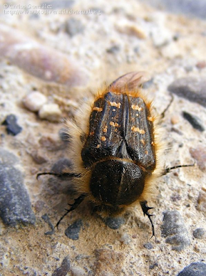 http://www.biodiversidadvirtual.org/insectarium/Tropinota-squalida-%28Scopoli-1783%29-img448402.html